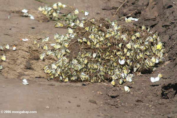 Hunderte Belenois creona (die afrikanische Kapriole) Schmetterlinge, die auf einen Stapel des Nationalparks der Elefant
