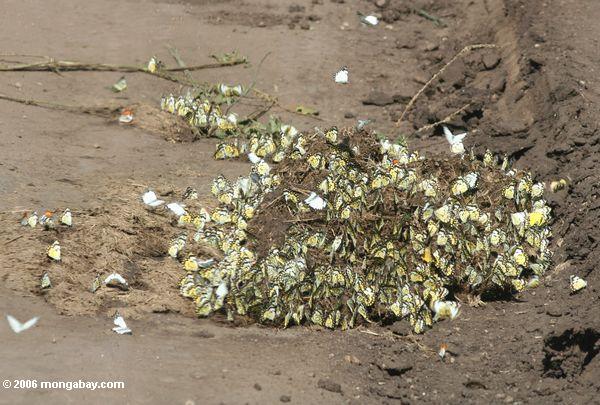 Centenas das borboletas amarelas e pretas que alimentam em minerais e em umidade em uma pilha do dung do elefante