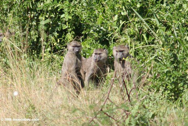 три baboons