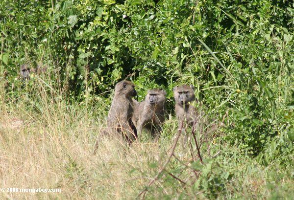 baboons вдоль дороги в Уганде