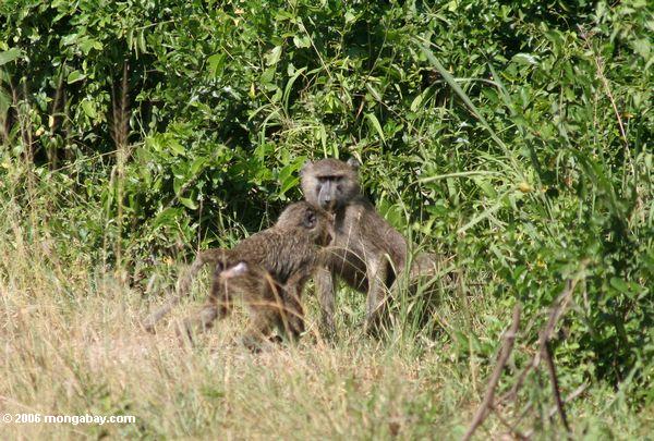 Мать бабуин защитить ребенка
