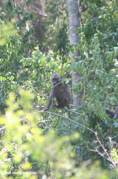 Olivgrüner Pavian (Papio anubis) in einem Busch