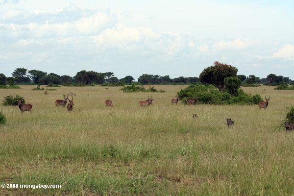 Warthogs de Waterbuckand no savanna de Ugandan