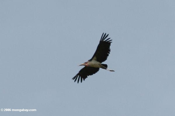 Marabou Storchfliegen obenliegend 