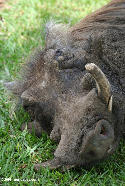 Warthog que dorme na grama