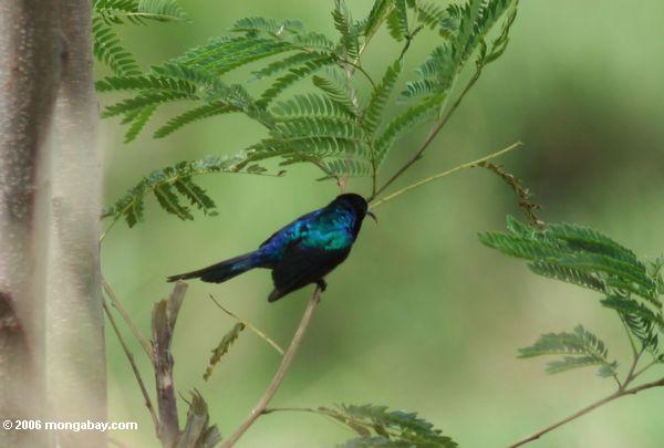 синий, зеленый, и черный Sunbird (неизвестного вида)