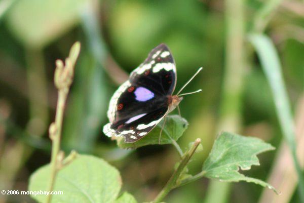 Dunkles Braun, zum des Schmetterlinges mit purpurrotem, rotem und hellgelbem Nationalpark