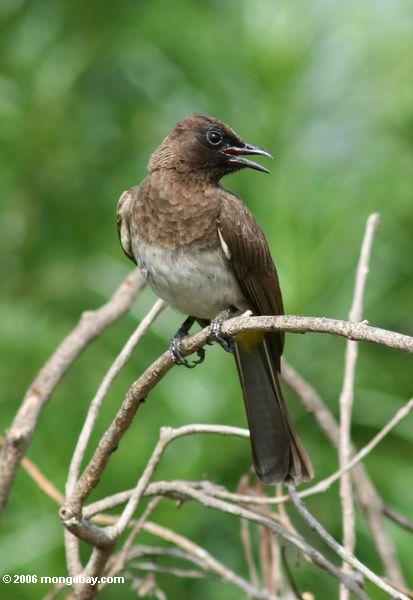 коричневая птица, возможно, flycatcher