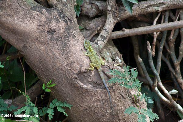 Grüne Baum Dickzungeneidechse (Acanthocerus atricollis) auf einem Nationalpark
