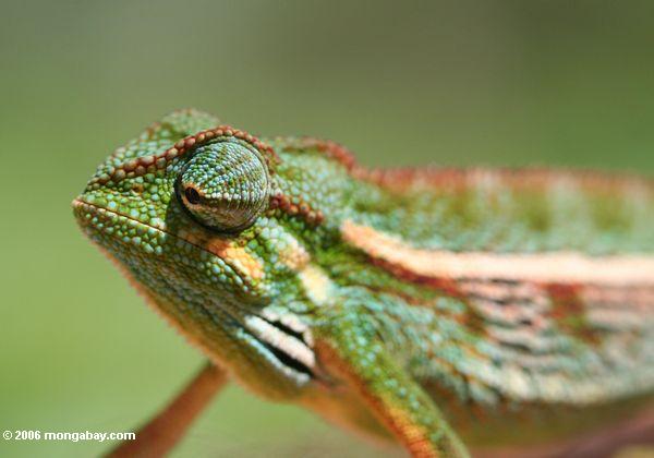 горные побочных полосатый Chameleon (chamaeleo ellioti) Заглядывая в будущее