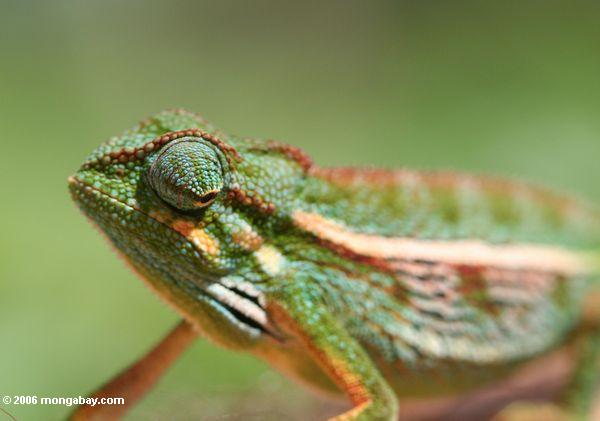 горные побочных полосатый Chameleon (chamaeleo ellioti) с глазом глядя в обратном