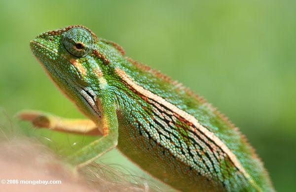 горные побочных полосатый Chameleon (chamaeleo ellioti) на чью-то руку