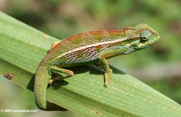 горные побочных полосатый Chameleon (chamaeleo ellioti) покоится на лист