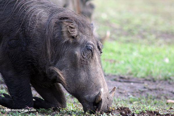Warthog alimentant de ses genoux