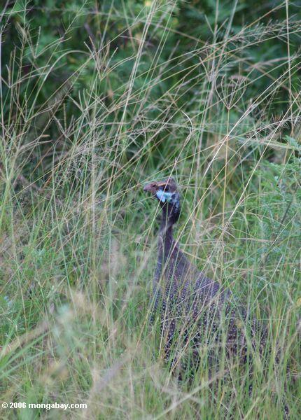 касок guineafowl (numida Meleagris) скрытые среди саванны трава