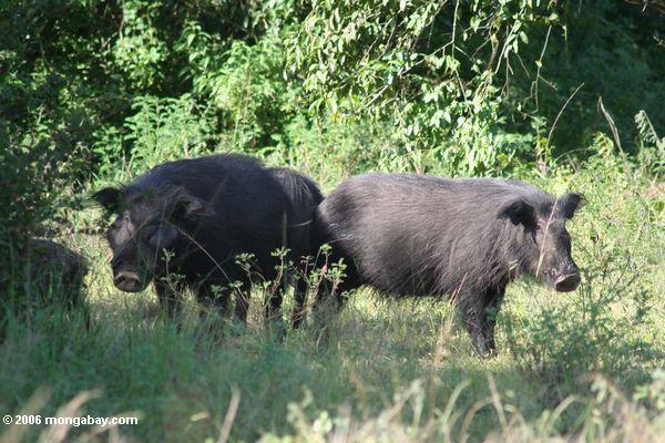 Paar des riesigen Waldschweine (Hylochoerus meinertzhageni)