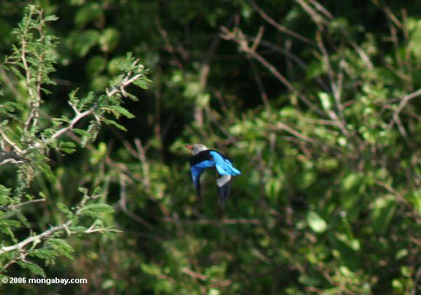 седой Зимородок, зимородок leucocephala, во время полета