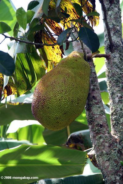 Jackfruit Uganda