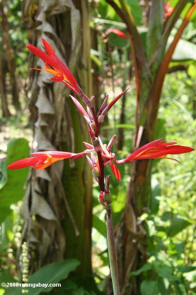 Rote „Banane“ Blume
