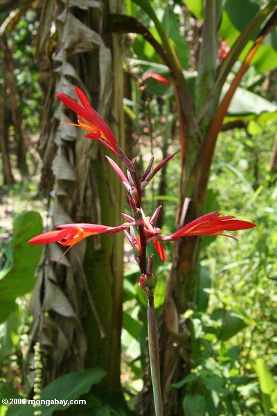 Rotes heliconia