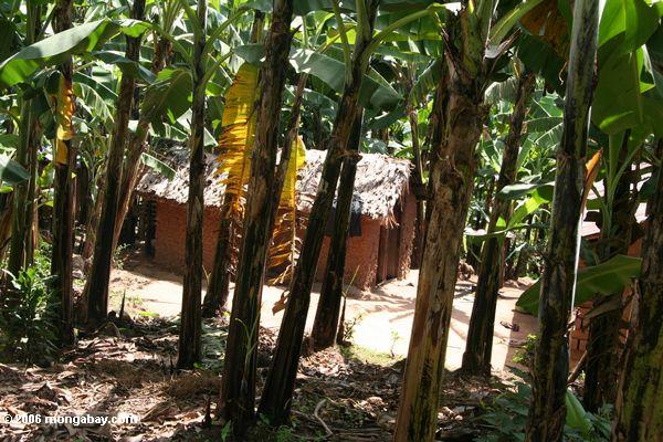 バナナの植物の中の小屋