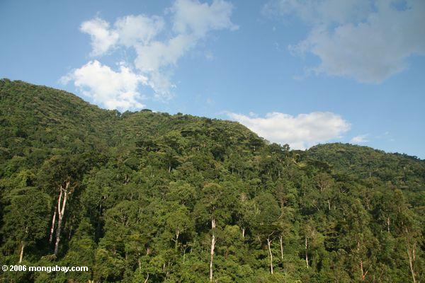 Бвинди тропических лесов