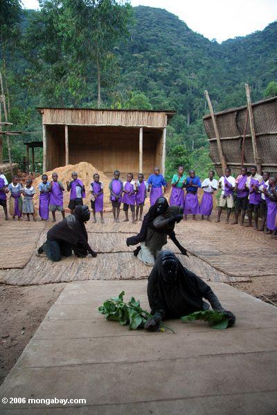 Gorilla, den Tanz durch Bwindi durchführte, verwaist