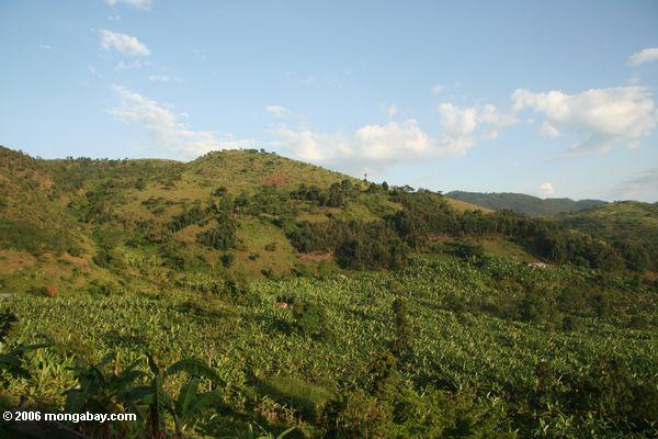 банановых плантаций в Уганде