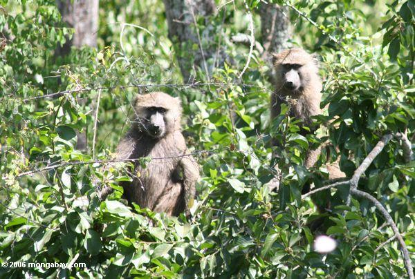 пара оливковых baboons (papio Anubis) в дереве