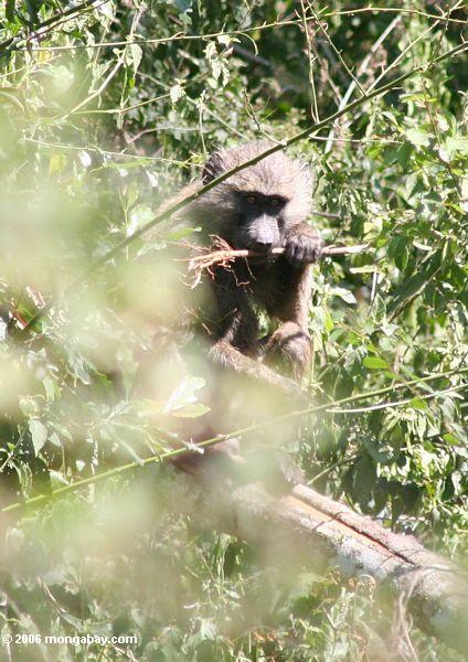 оливкового бабуин gnawing на палочке