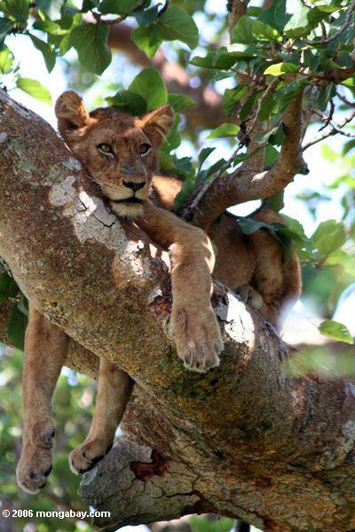 Leão escalando da árvore (leo de Panthera)