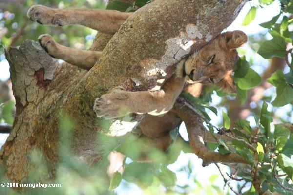 Kletternder Löwe des Baums (Panthera Löwe) von Ishasha schlafend in einem