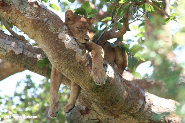 Kletternder Löwe des Baums von Ishasha schlafend in einem Nationalpark