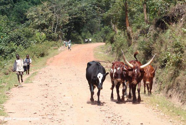 Vieh in der Straße in Uganda
