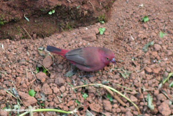 красновато-птица в Бвинди