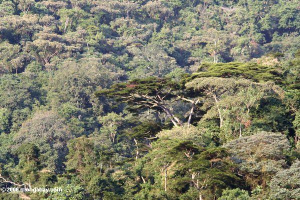 Überdachungbäume im Wald Bwindi