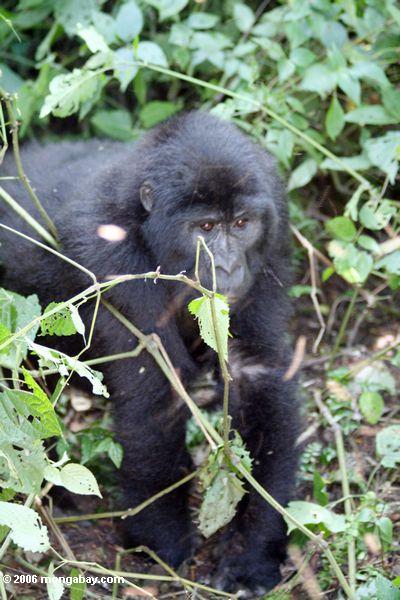 дикий несовершеннолетних восточных горилл