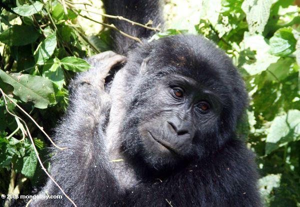 Nahaufnahme des Gesichtes weiblicher Bwindi Gorilla