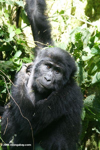Bwindi Gorilla, der hängt von einem Baum
