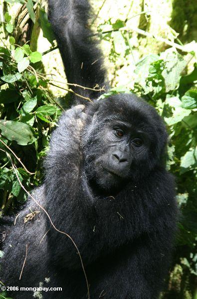 Östlicher Bwindi Gorilla