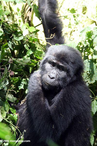 восточной гориллы (гориллы гориллы SP), в Бвинди