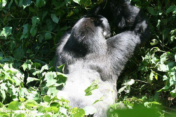 Dominierender männlicher Gorilla, der zeigt seinem silverback