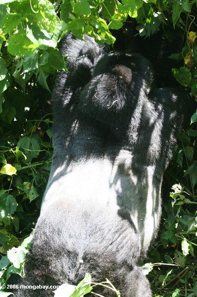 Erwachsener männliches silverback, welches das Weißsilber Haar auf seinem rückseitigen Bwindi