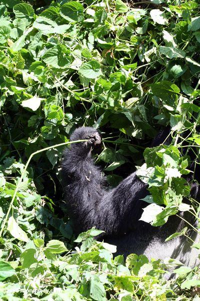 Gorillahand, die hält einen Betriebseintragfaden