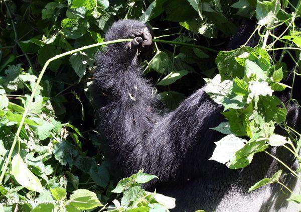 Gorillaarm, der aus Vegetation heraus, beim Greifen eines Betriebseintragfaden Bwindi