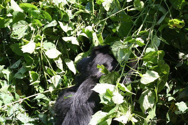 младенец гориллы, имеющих принимая догадаться покинуть лозы, покрытые деревом