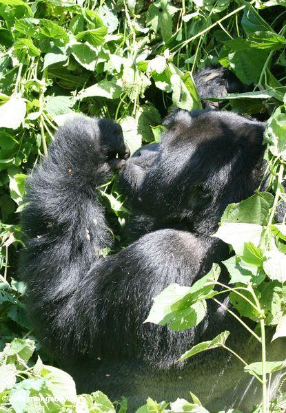 взрослых мужчин горилла питания