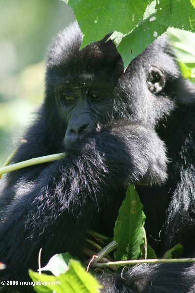 востоке равнинными младенец гориллы питания растений, побеги