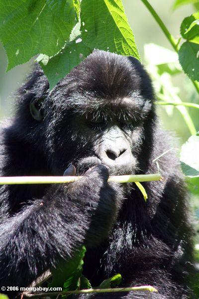 Gorilla des östlichen Tieflandes des Babys, der ißt einen Betriebseintragfaden