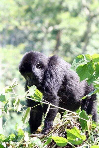 востоке равнинными младенец гориллы